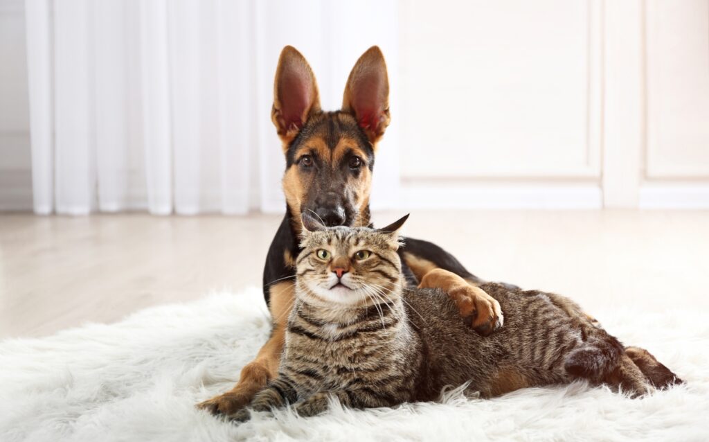 かわいい犬と猫の写真